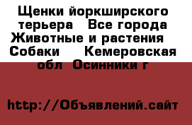 Щенки йоркширского терьера - Все города Животные и растения » Собаки   . Кемеровская обл.,Осинники г.